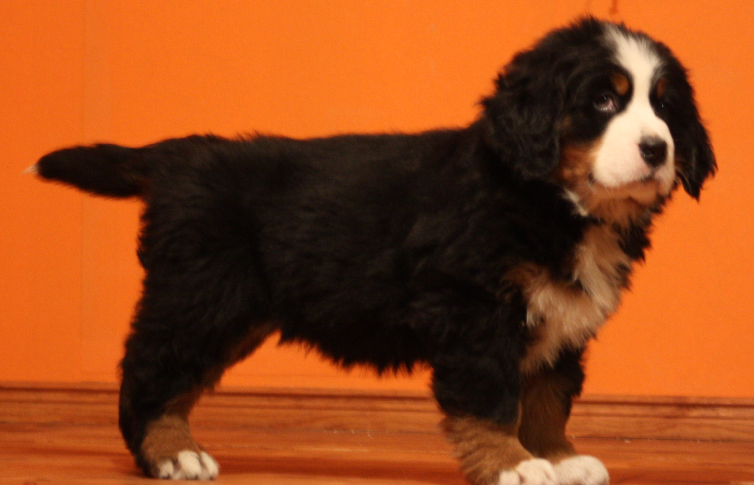 Gallery for j2-litter-bernese