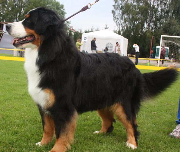 Gallery for p-litter-bernese