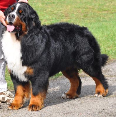 Gallery for p-litter-bernese