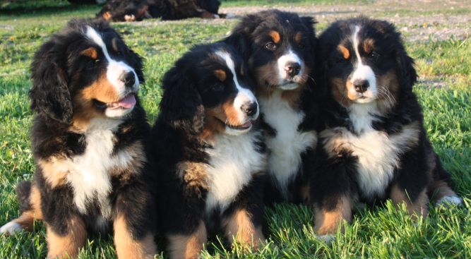 Gallery for n-litter-bernese