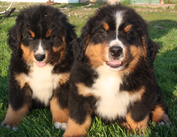Gallery for n-litter-bernese