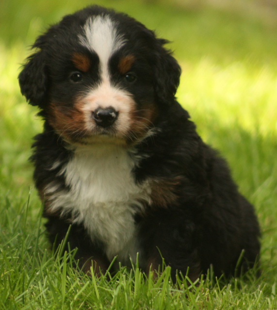 Gallery for s2-litter-bernese