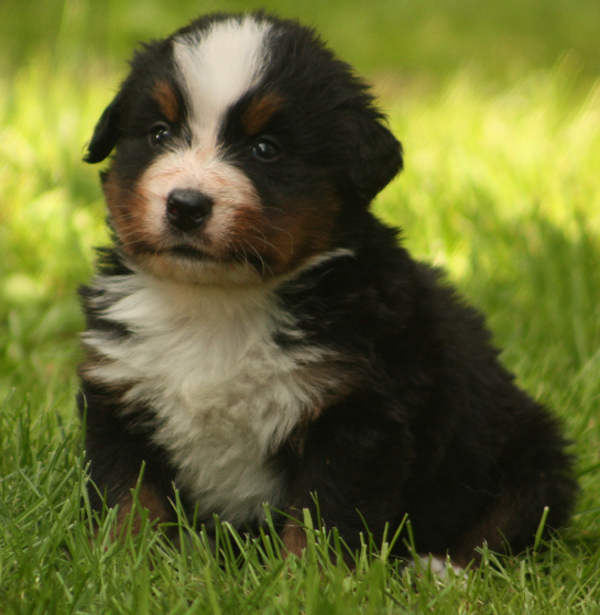 Gallery for s2-litter-bernese