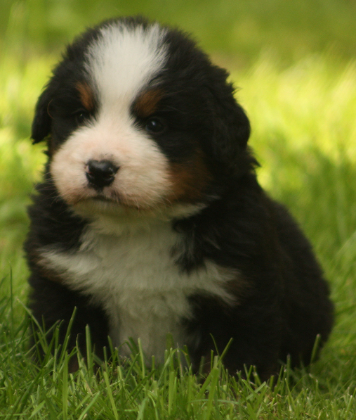 Gallery for s2-litter-bernese