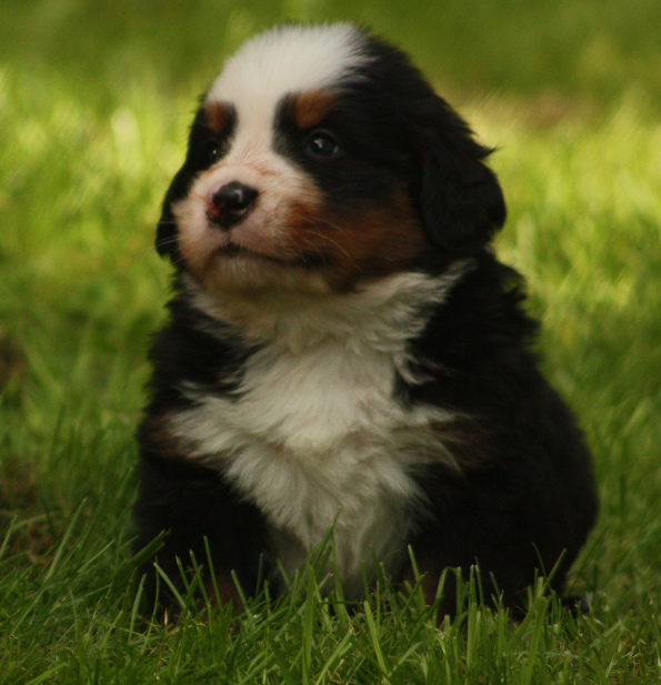 Gallery for s2-litter-bernese