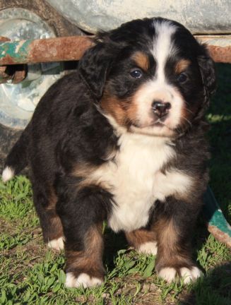 Gallery for q-litter-bernese
