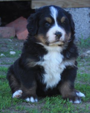 Gallery for q-litter-bernese