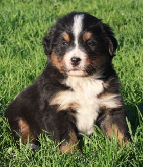 Gallery for q-litter-bernese