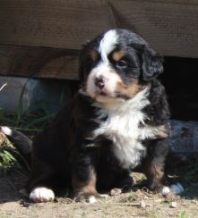 Gallery for q-litter-bernese