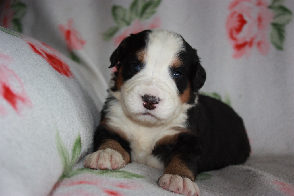 Gallery for v-litter-bernese