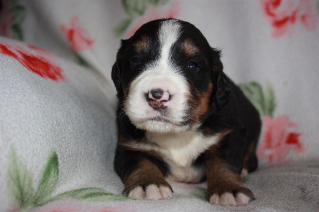 Gallery for v-litter-bernese