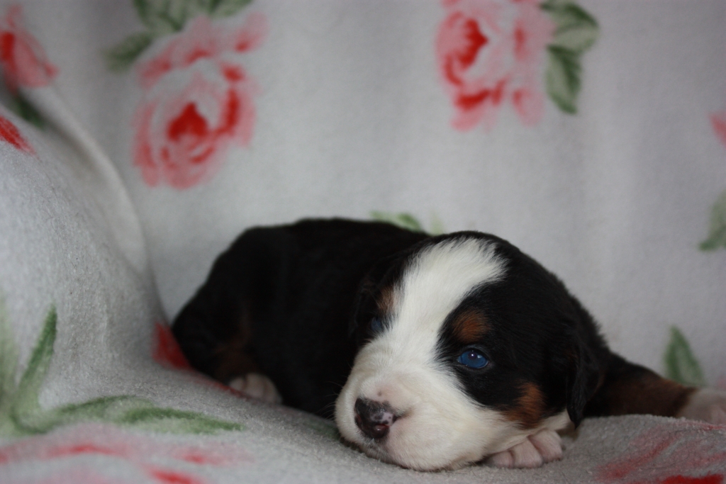 Gallery for v-litter-bernese