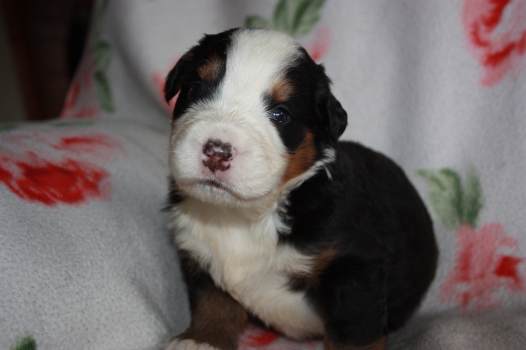 Gallery for v-litter-bernese