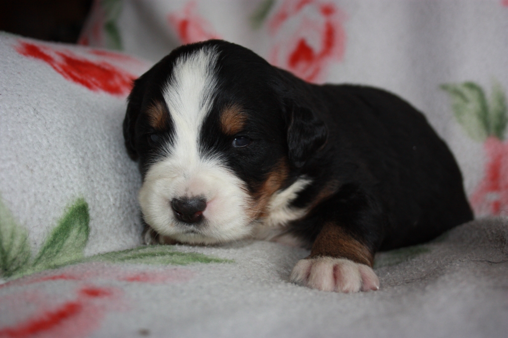 Gallery for v-litter-bernese