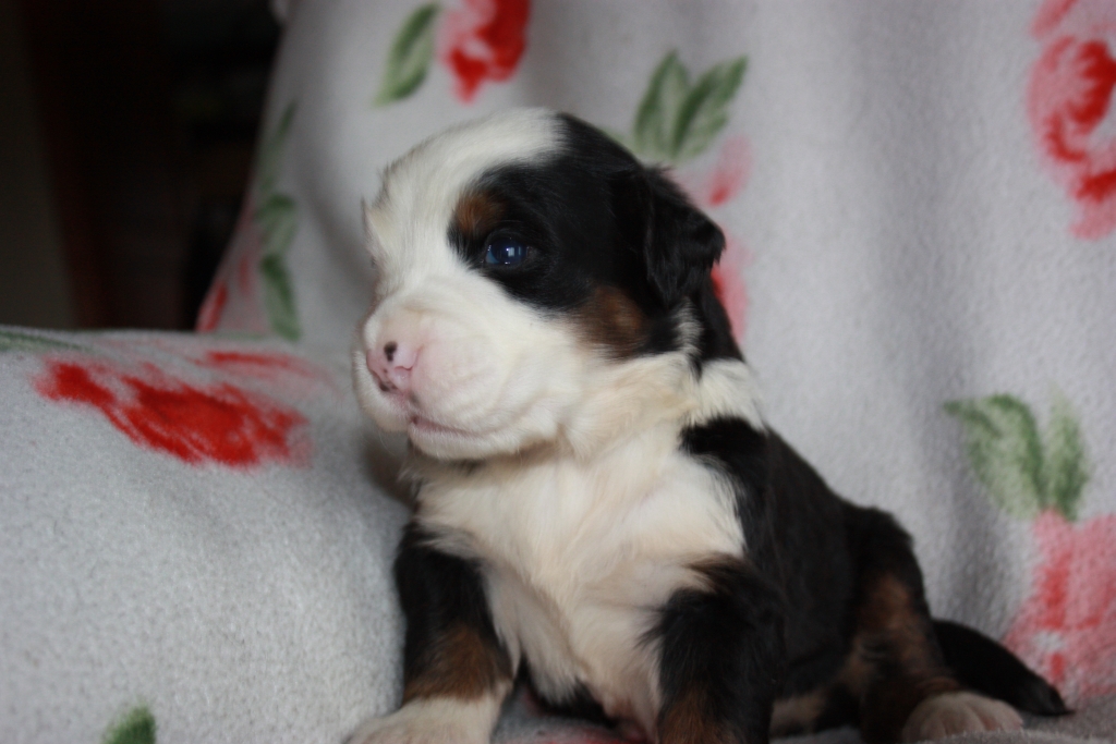 Gallery for v-litter-bernese