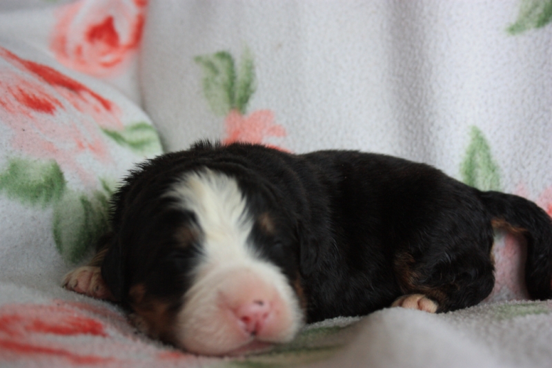 Gallery for v-litter-bernese