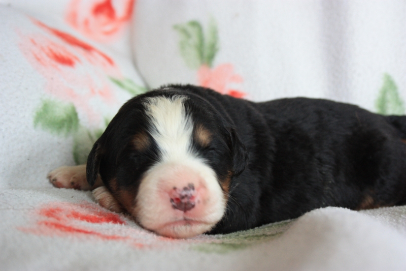 Gallery for v-litter-bernese