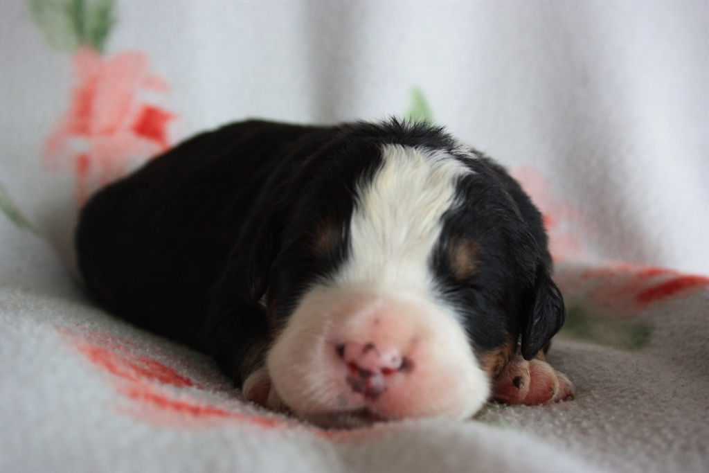 Gallery for v-litter-bernese