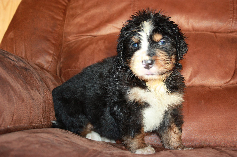 Gallery for a2-litter-bernese