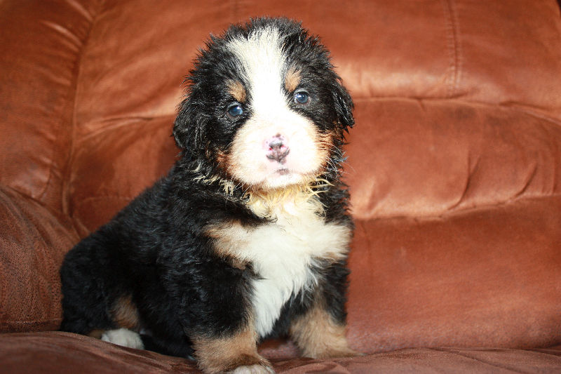 Gallery for a2-litter-bernese