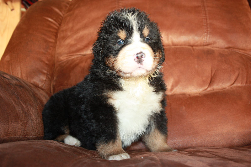 Gallery for a2-litter-bernese