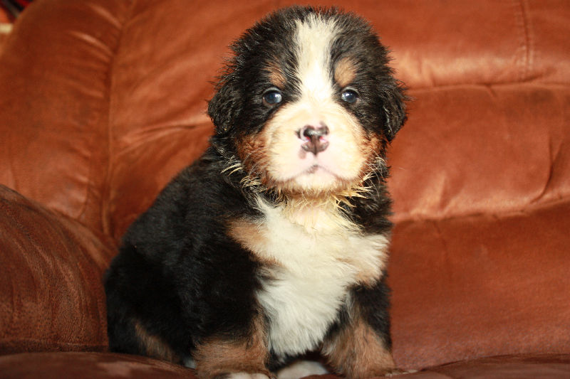 Gallery for a2-litter-bernese