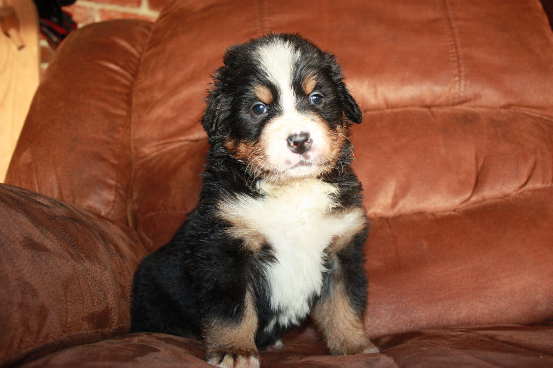 Gallery for a2-litter-bernese