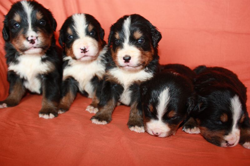 Gallery for l-litter-bernese