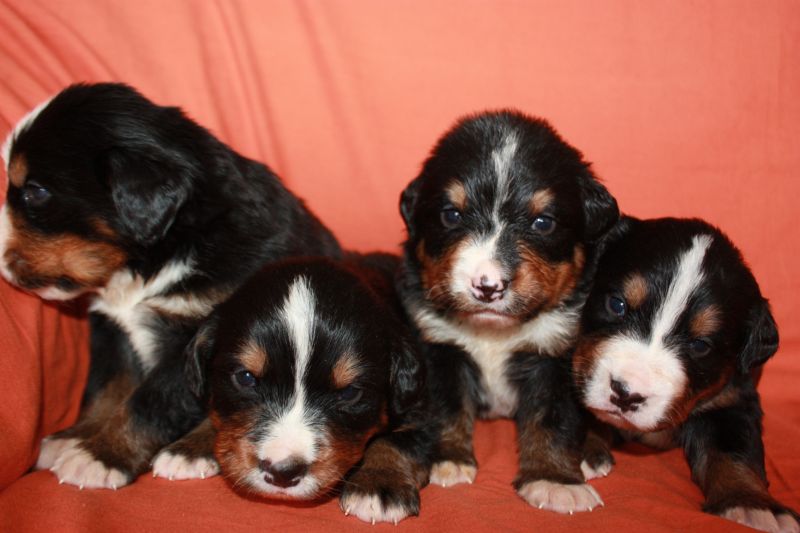 Gallery for l-litter-bernese