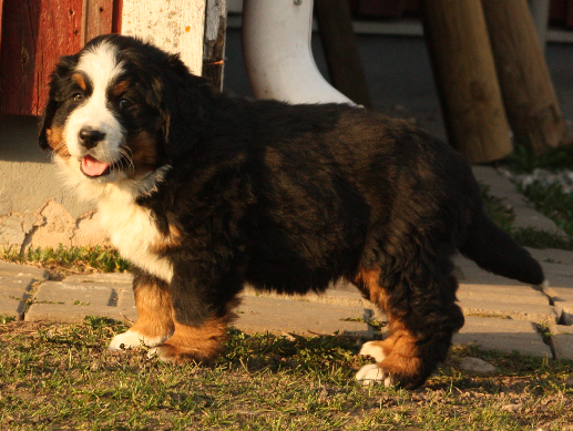 Gallery for n2-litter-bernese