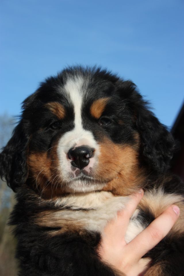 Gallery for n-litter-bernese