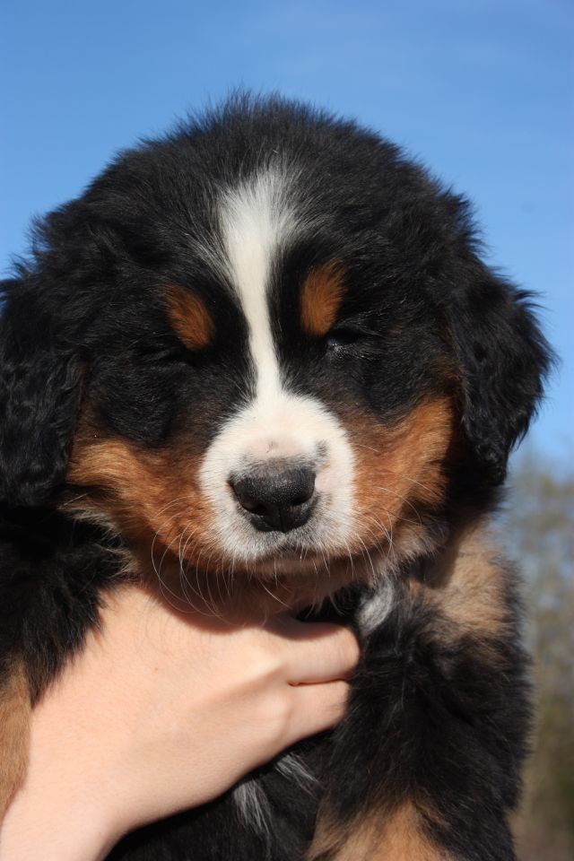 Gallery for n-litter-bernese