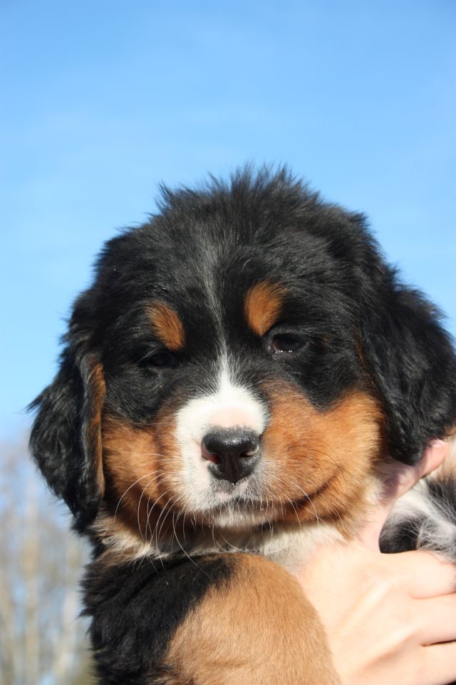 Gallery for n-litter-bernese