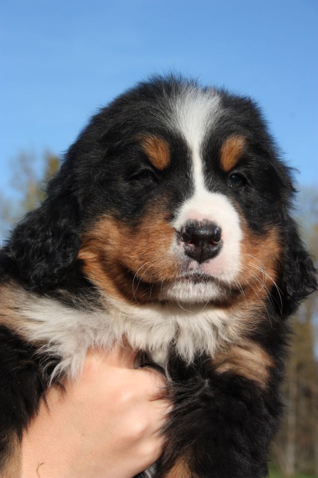 Gallery for n-litter-bernese