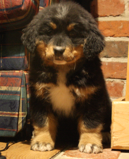 Gallery for e2-litter-bernese