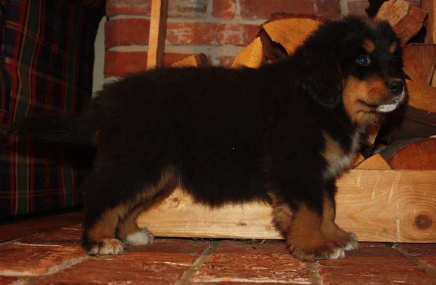 Gallery for e2-litter-bernese