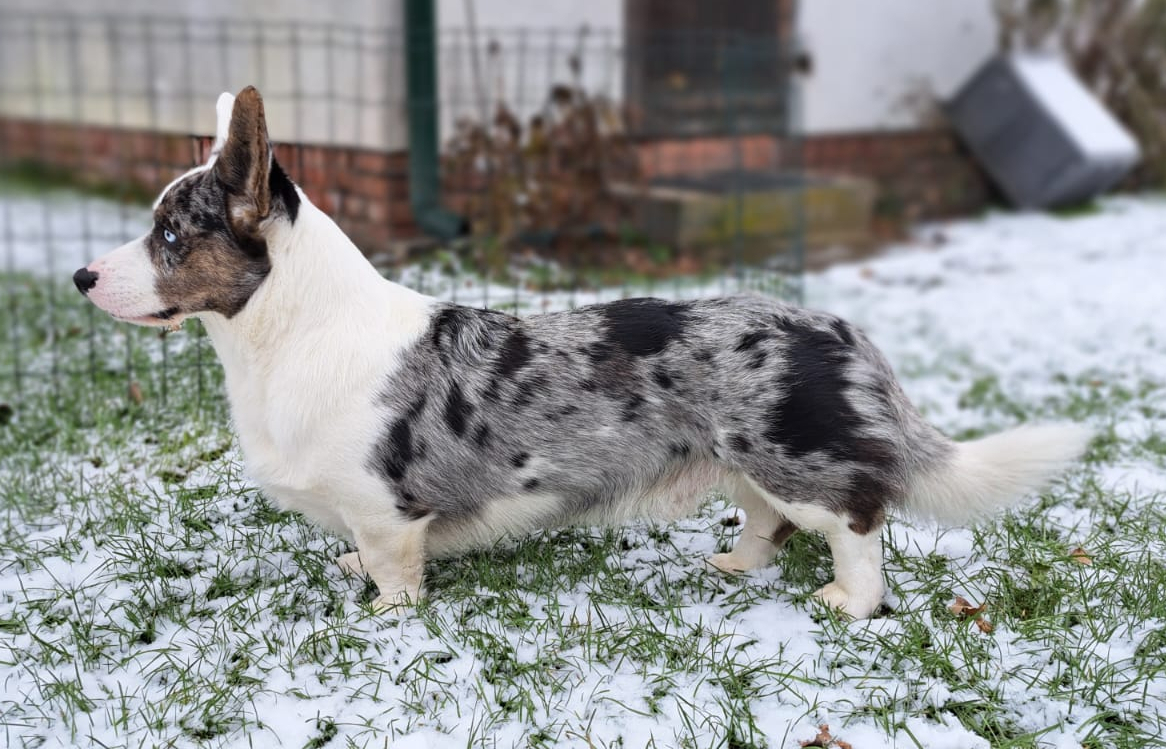 Gallery for r2-litter-cardigan