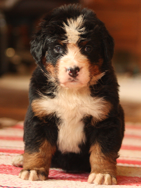 Gallery for i2-litter-bernese