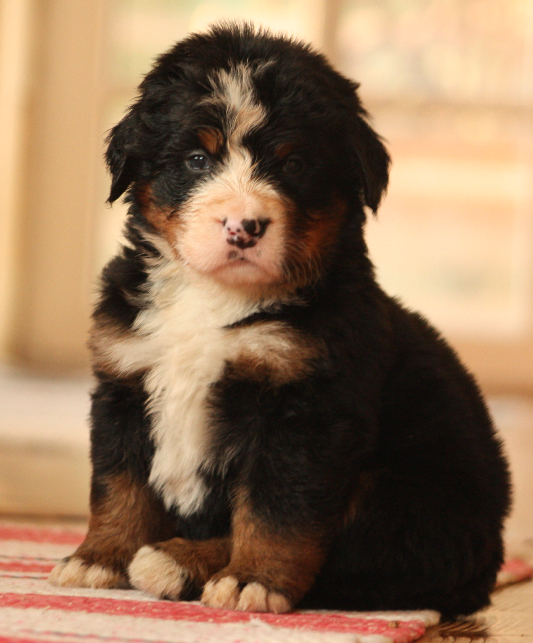 Gallery for i2-litter-bernese