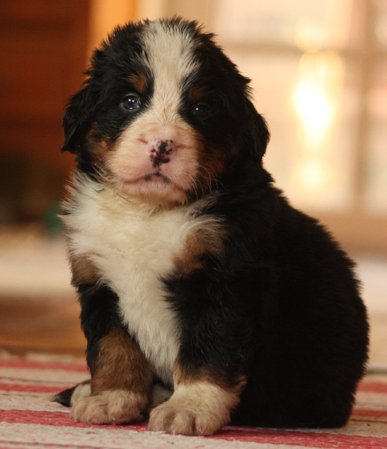 Gallery for i2-litter-bernese