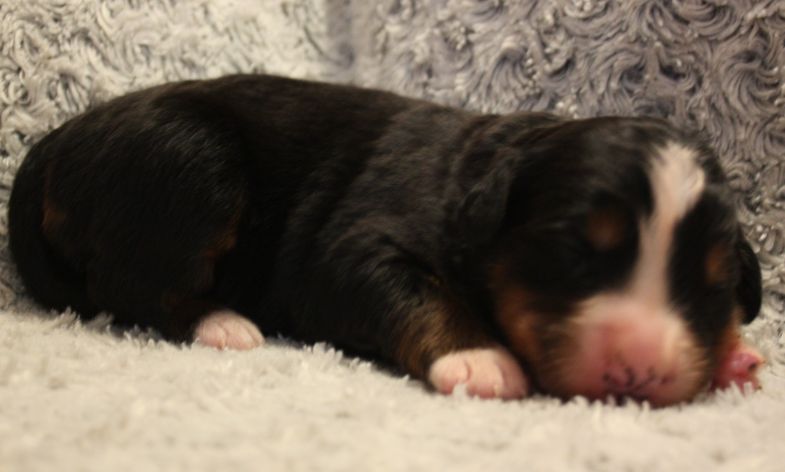 Gallery for w-litter-bernese
