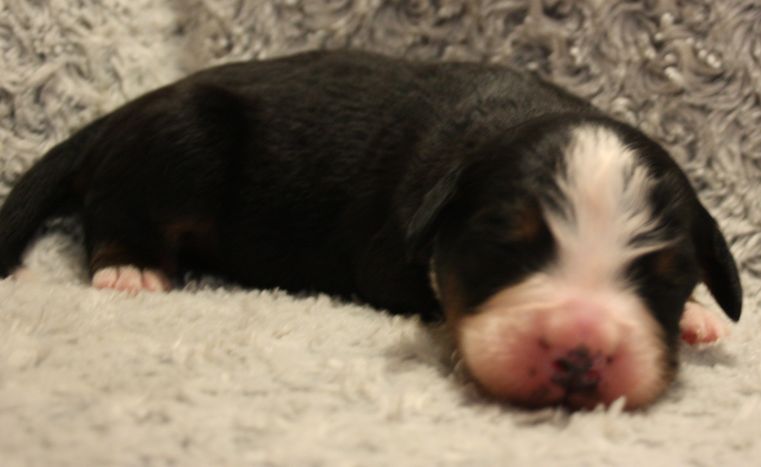 Gallery for w-litter-bernese