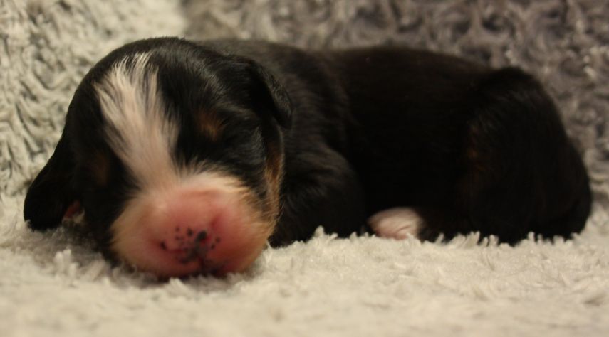 Gallery for w-litter-bernese