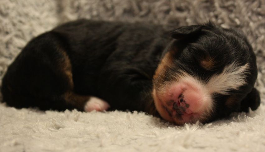 Gallery for w-litter-bernese