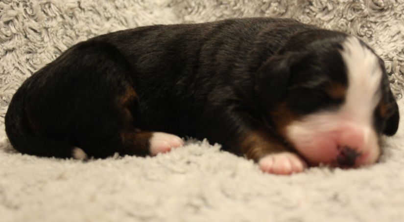 Gallery for w-litter-bernese