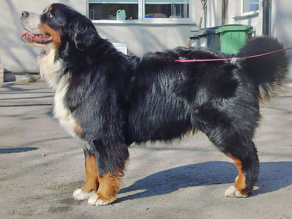 Gallery for s2-litter-bernese