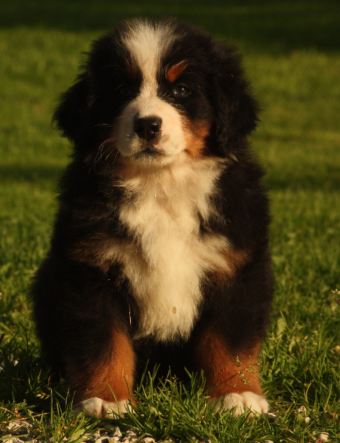 Gallery for s2-litter-bernese