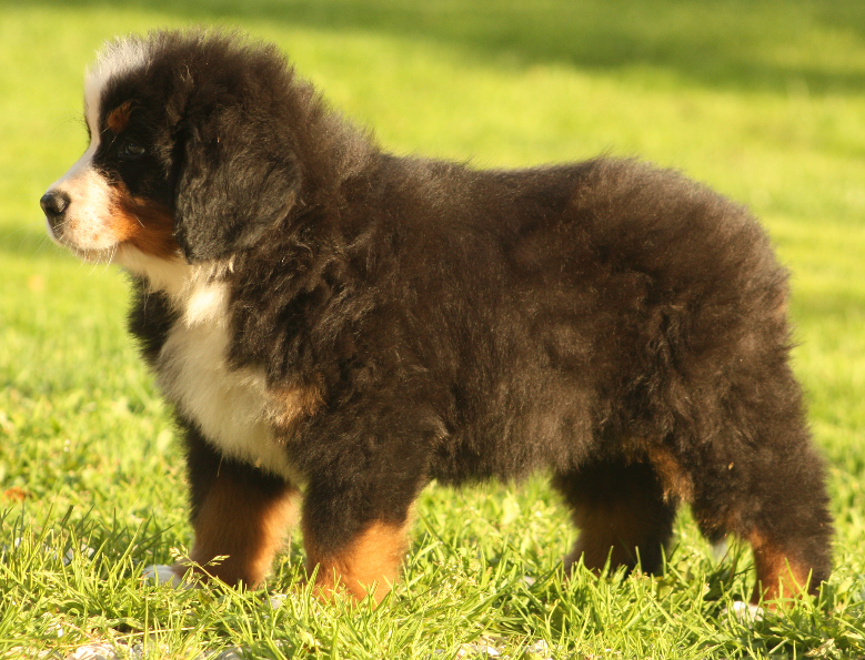 Gallery for s2-litter-bernese