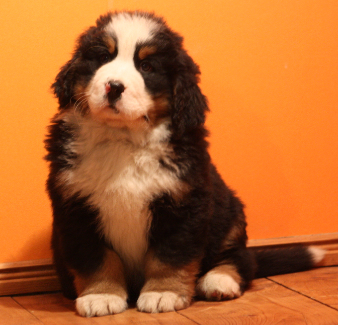 Gallery for k2-litter-bernese