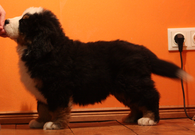 Gallery for k2-litter-bernese